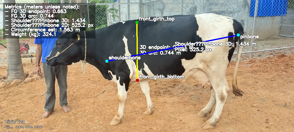 Annotated cow with front-girth and shoulder-to-pinbone measurements overlaid
