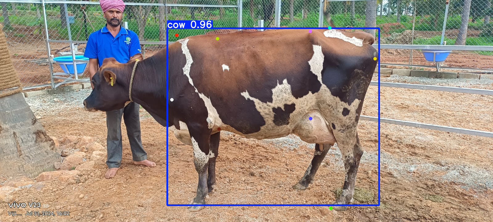 YOLOv8 keypoint detection on side-view cow image