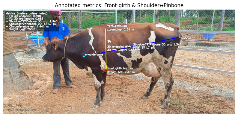 Cow with final annotated metrics overlaid including front-girth and shoulder-to-pinbone length