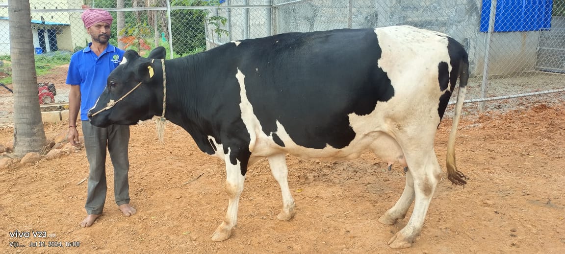 Raw side-view photo of a cow in a concrete yard