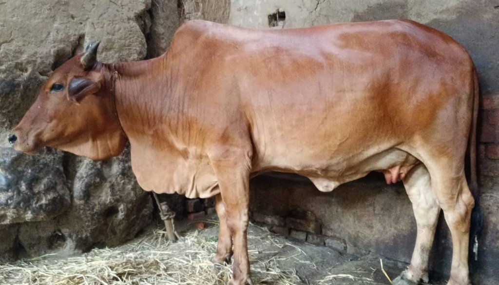 Sample Sahiwal cow
