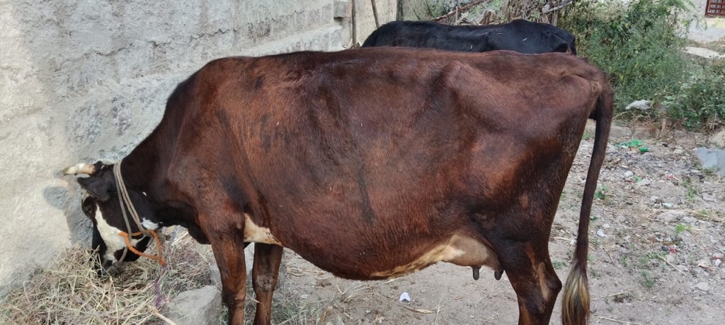 Sample non-descript breed cow