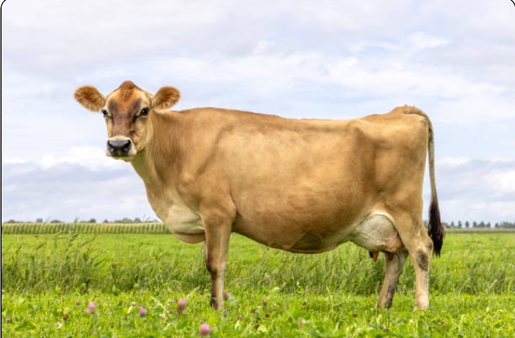 Sample Jersey crossbreed cow