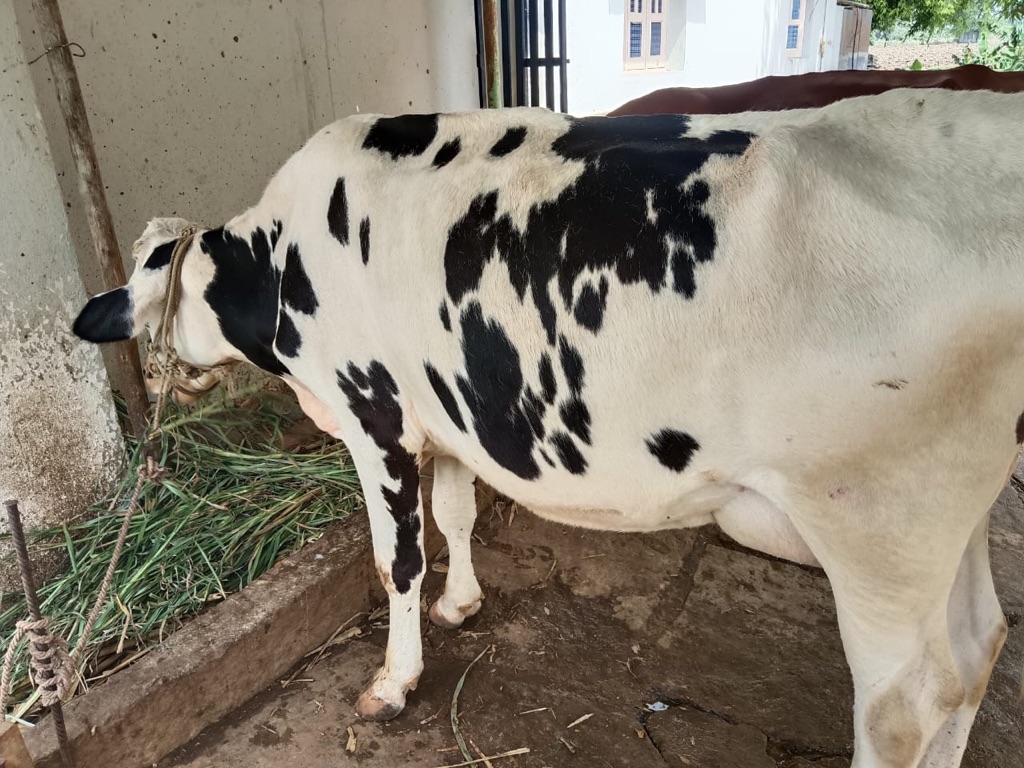 Sample HF crossbreed cow