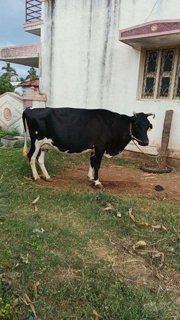 Sample HF crossbreed cow