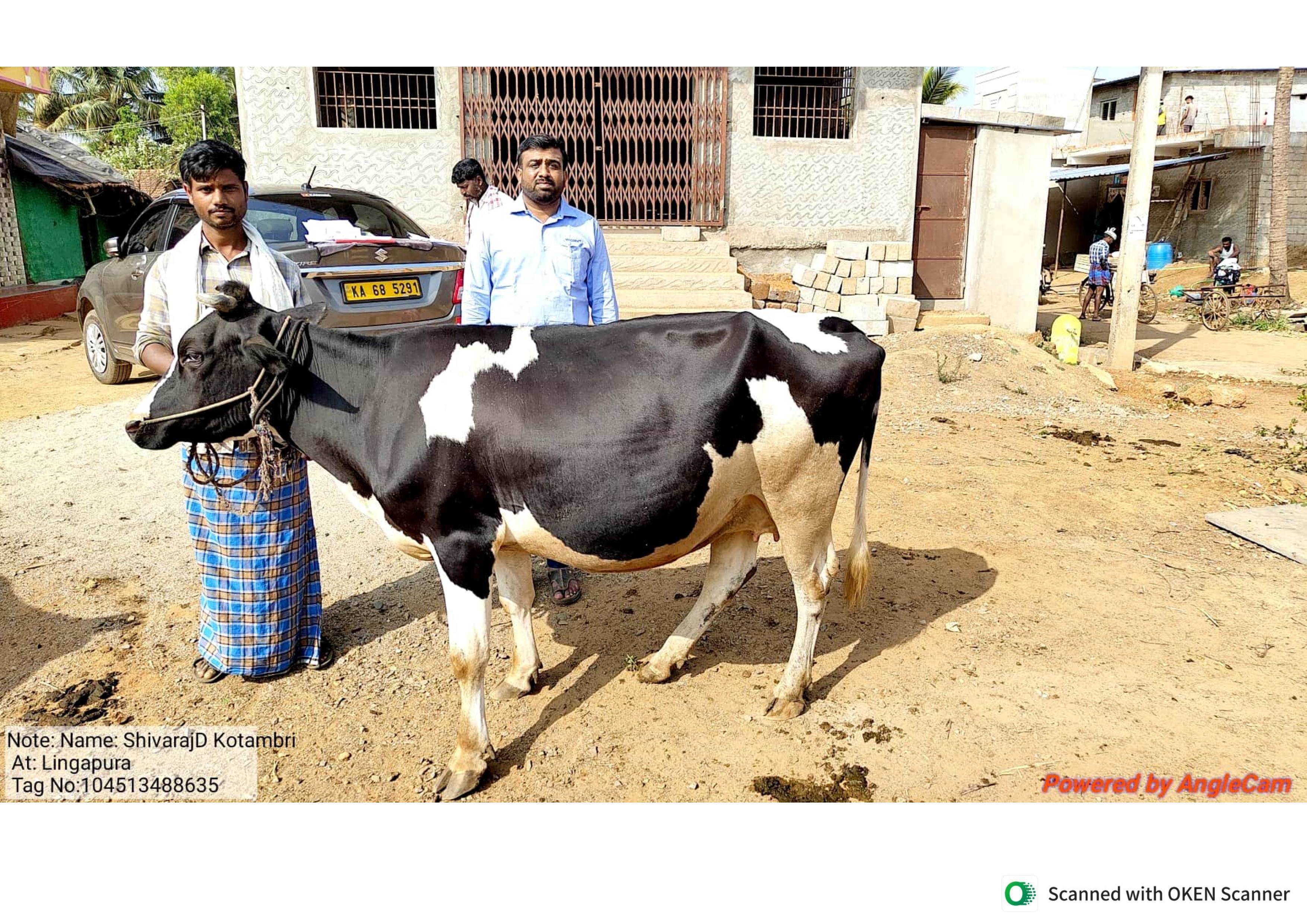 Farmer with cattle being scanned by the GauSwastha system in the field